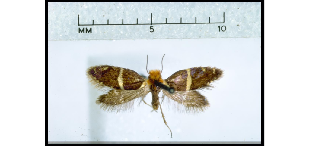 Sabatinca ianthina