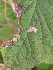 Aspilanta hydrangaeella