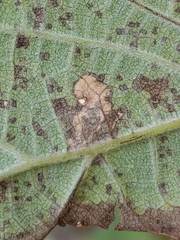 Aspilanta hydrangaeella