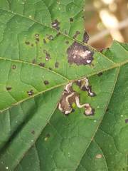 Aspilanta hydrangaeella