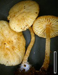 Tubaria pallidissima