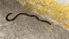 Gymnopis multiplicata