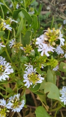 Scaevola crassifolia