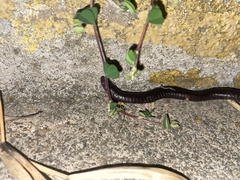 Gymnopis multiplicata