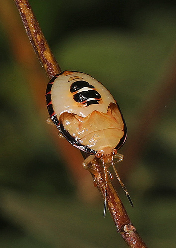 Edessa bifida photo 4