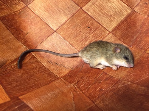 Brant's Climbing Mouse