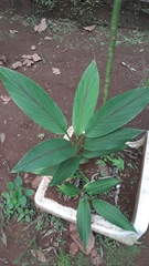 Curcuma