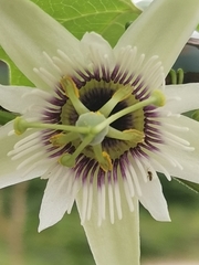 Passiflora morifolia