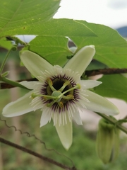 Passiflora morifolia