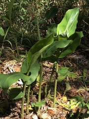 Etlingera elatior