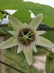 Passiflora morifolia