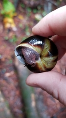 Monadenia infumata callidina