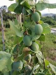 Passiflora morifolia