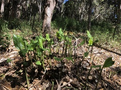 Etlingera elatior