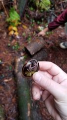 Monadenia infumata callidina