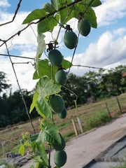 Passiflora morifolia