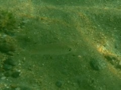 Eucinostomus currani