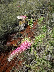 Grevillea acanthifolia