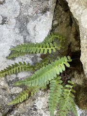 Polypodium hesperium
