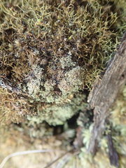 Neophyllis melacarpa