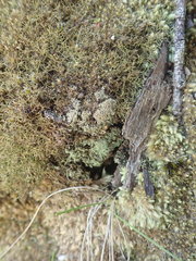 Neophyllis melacarpa