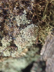 Neophyllis melacarpa