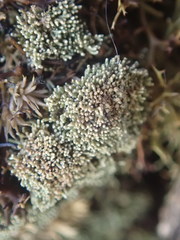 Neophyllis melacarpa