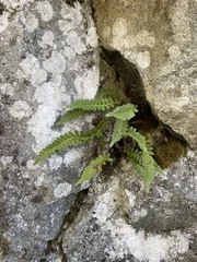 Polypodium hesperium