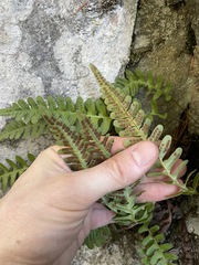 Polypodium hesperium
