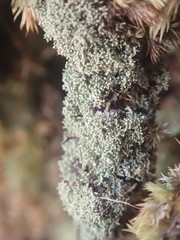 Neophyllis melacarpa