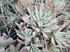 Dudleya virens