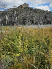 Grevillea acanthifolia