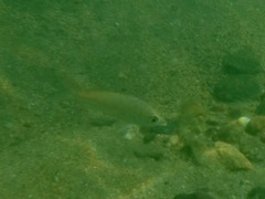 Eucinostomus currani