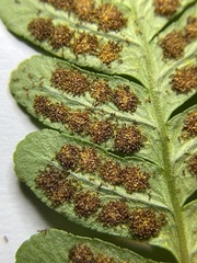 Polypodium hesperium