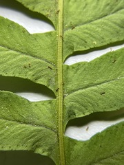 Polypodium hesperium