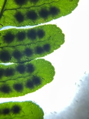 Polypodium hesperium