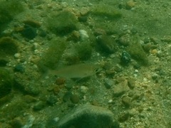 Eucinostomus currani