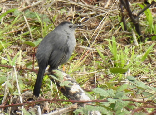 Gray Catbird photographed in California