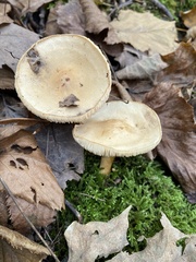 Melanoleuca alboflavida