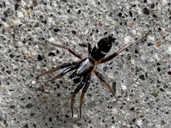 Sergiolus columbianus