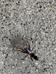 Sergiolus columbianus