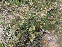 Lepidium virginicum