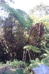 Cibotium glaucum
