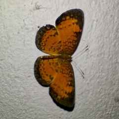 Mazia amazonica