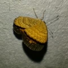 Mazia amazonica