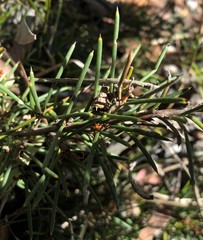 Hakea vittata