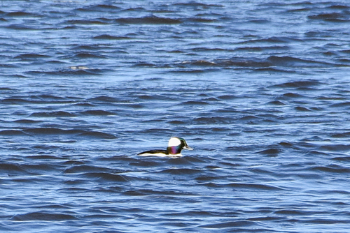Bufflehead photographed in Wyoming