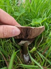 Agaricus