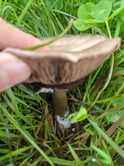 Agaricus
