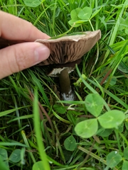 Agaricus